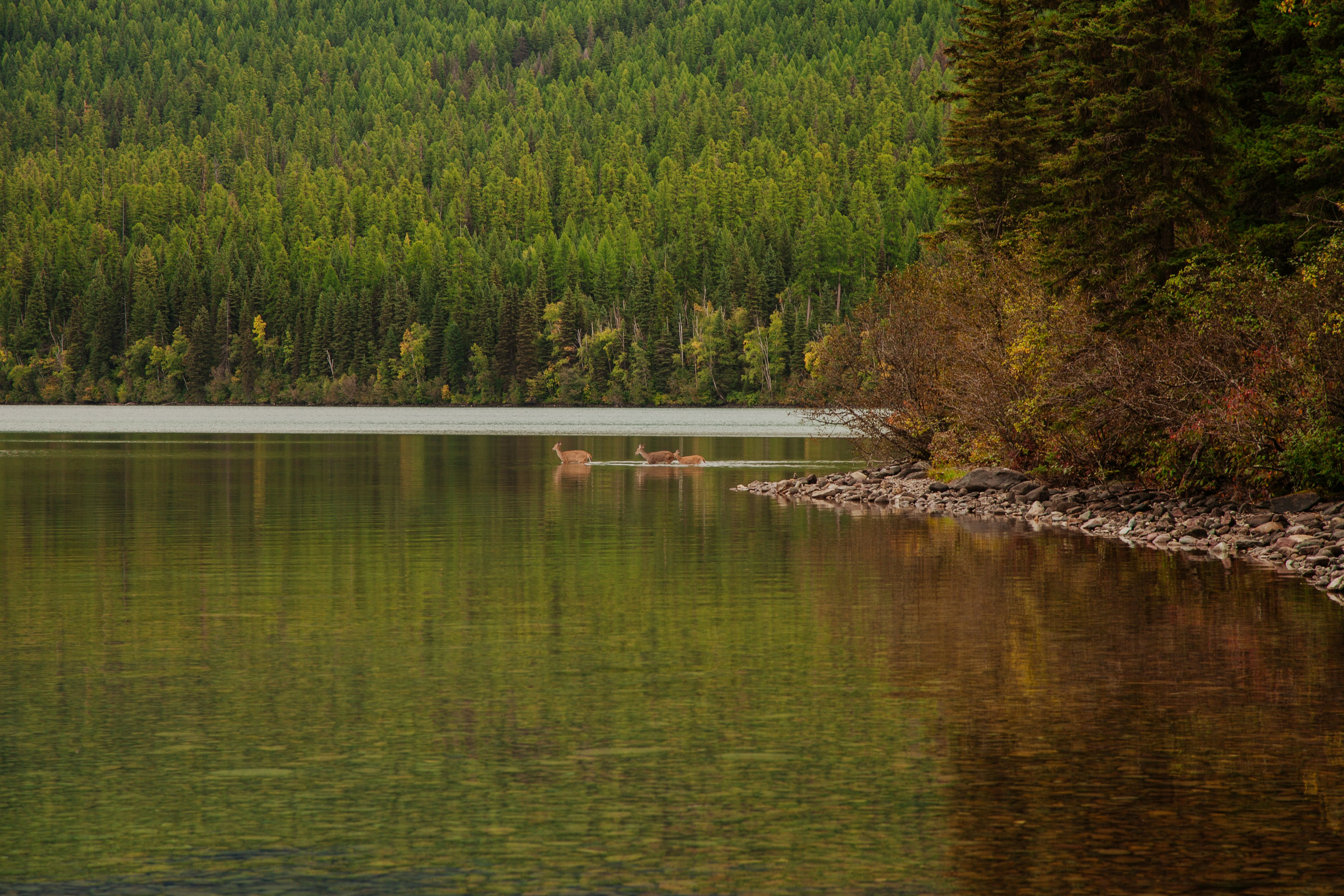 brown animals crossing on the water during daytime